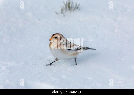 Bandes de neige (Plectrophenax nivalis) dans la montagne de Cairngorm enneigée Banque D'Images