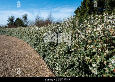 Boîte de Noël, Sarcococca confusa tronquée et utilisée comme couverture. Banque D'Images