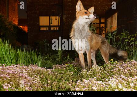 Renard rouge (Vulpes vulpes) dans le jardin de la maison de ville. Grand Manchester, Royaume-Uni, Royaume-Uni. Image de recouvrement de caméra. Banque D'Images