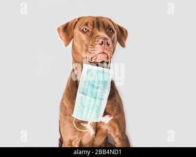 Adorable, joli chiot de couleur chocolat. Libre Banque D'Images
