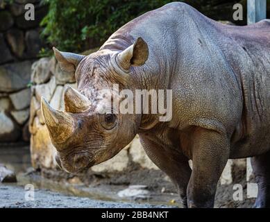 En rhinocéros du zoo de Japa. Le zoo de Ueno Ueno Onshi (恩賜上野動物園 Dōbutsuen) est un 14,3 hectares (35 acres) zoo, géré par le gouvernement Métropolitain de Tokyo. Banque D'Images