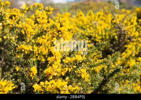 Buisson commun (Ulex europaeus) floraison en mars à West Wittering, Nr. Chichester, West Sussex, Angleterre, Royaume-Uni Banque D'Images