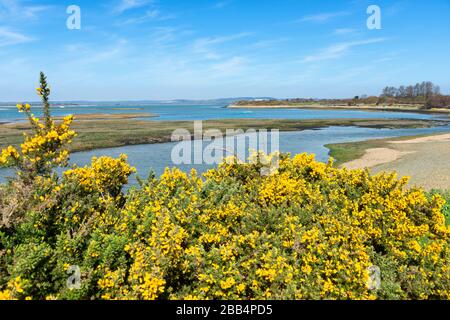 Les haies de gorse à fleurs jaunes s'alignent sur les rives du ruisseau marémotrice Snowhill à West Wittering, Chichester Harbour, Chichester, West Sussex, Angleterre, Royaume-Uni Banque D'Images