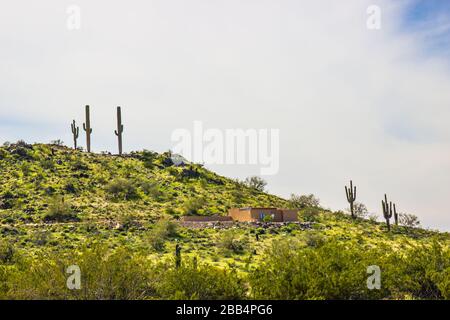 Trois cactus Saguaro sur Hilltop dans le désert Banque D'Images