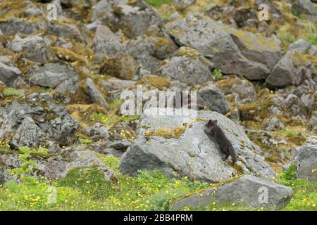 Renard arctique adulte (Vulpes lagopus) avec cub à la den. Hornvik, Westfjords, Islande. Juillet 2019 Banque D'Images