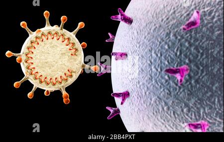 Propagation du virus. Comment le coronavirus attaque les cellules. Si le virus trouve un récepteur compatible, permettre à covid-19 de se reproduire. Section Banque D'Images
