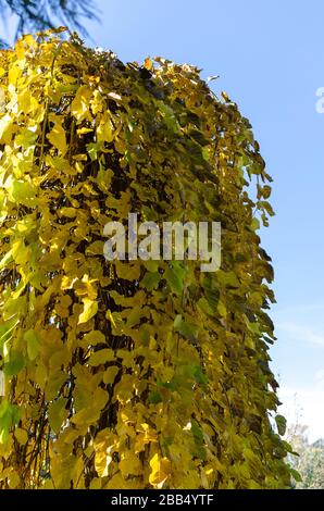 Mûrier - (morus alba pendula) en automne avec des feuilles vertes et jaunes. Arboretum botanique, Niemcza, Pologne Banque D'Images