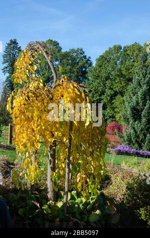 Mûrier - (morus alba pendula) en automne avec des feuilles vertes et jaunes. Arboretum botanique, Niemcza, Pologne Banque D'Images