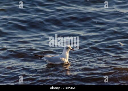Un crâne méditerranéen ( Larus melanocephalus ) sur une plage à Alexandropoli Grèce. Les goélands commencent tout juste à perdre leur plumage d'hiver comme sprin Banque D'Images