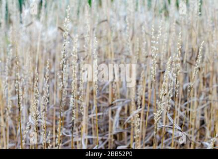 Spodiopogon sibiricus en automne dans une botanique en Pologne. Herbe sèche haute fond d'automne. Banque D'Images