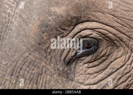 Inde, Madhya Pradesh, parc national de Bandhavgarh. Éléphant d'Asie, détail tête. Banque D'Images