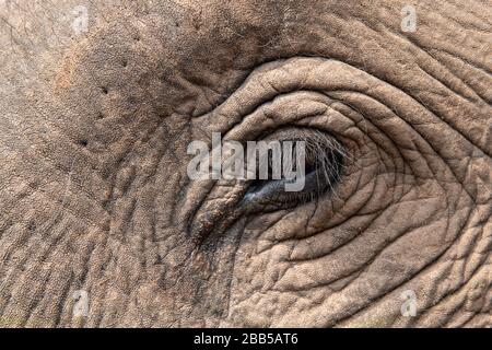 Inde, Madhya Pradesh, parc national de Bandhavgarh. Éléphant d'Asie, détail tête. Banque D'Images