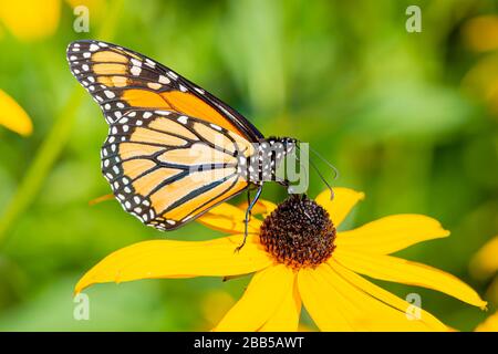 Le papillon monarque qui rassemble le nectar d'une fleur jaune de rudbeckia sur fond vert flou Banque D'Images