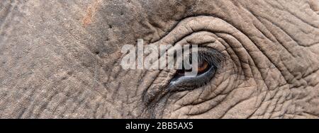 Inde, Madhya Pradesh, parc national de Bandhavgarh. Éléphant d'Asie, détail tête. Banque D'Images