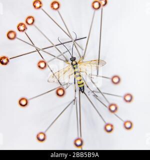 épinglé ichneumonidae wasp sur un fond blanc Banque D'Images