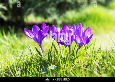 Crocus de fleur de printemps sur la fermeture de l'herbe verte. Photographie de la nature Banque D'Images