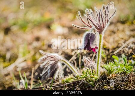 L'anémone des prairies fraîches, également appelée petite fleur de pastique avec une tasse violette sombre comme des fleurs et la tige de poireau qui pousse dans un pré graveleux le printemps. Banque D'Images