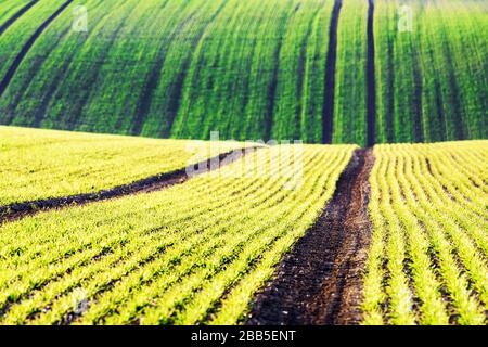 Les rangées de blé vert et les vagues des champs agricoles de la Moravie du Sud, République tchèque. Peut être utilisé comme fond de nature ou texture Banque D'Images