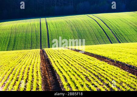 Les rangées de blé vert et les vagues des champs agricoles de la Moravie du Sud, République tchèque. Peut être utilisé comme fond de nature ou texture Banque D'Images