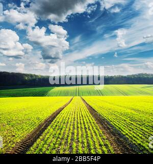 Paysage rural avec champs agricoles et ciel bleu. Région de la Moravie du Sud, République tchèque Banque D'Images