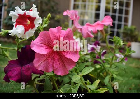 Jardin fleuri multicolore variété de fleurs de Petunia inclut des pétunia de célébrité rose, pétunia de picotée blanche, pétunias de bicolores mixtes violets au milieu de gr Banque D'Images