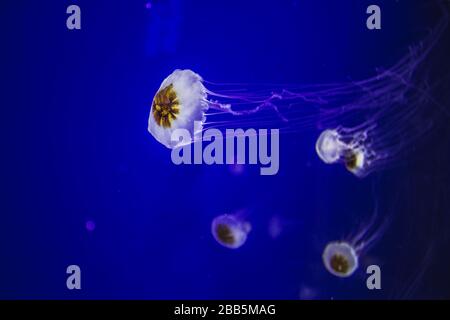 Blanc Jellyfish dansant dans l'eau bleu foncé. Banque D'Images