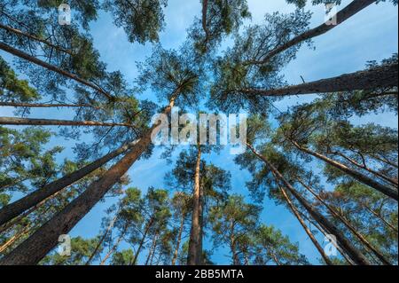 Forêt de pins, réserve naturelle, Moenchbruch, près de Moerfelden et de Ruesselsheim, Hesse, Allemagne Banque D'Images