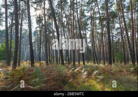 Forêt de pins, réserve naturelle, Moenchbruch, près de Moerfelden et de Ruesselsheim, Hesse, Allemagne Banque D'Images