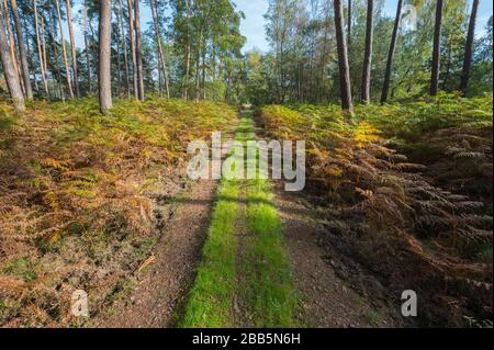 Sentier en pinède, réserve naturelle, Moenchbruch, près de Moerfelden et de Ruesselsheim, Hesse, Allemagne Banque D'Images