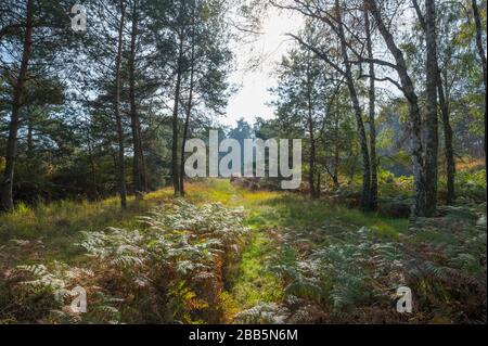 Forêt de pins, réserve naturelle, Moenchbruch, près de Moerfelden et de Ruesselsheim, Hesse, Allemagne Banque D'Images