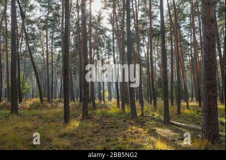 Forêt de pins avec soleil, réserve naturelle, Moenchbruch, près de Moerfelden et Ruesselsheim, Hesse, Allemagne Banque D'Images