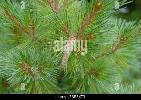Green Foliage et Cones d'un arbre de pins de Weymouth ou de l'est blanc (Pinus strobus 'Kruger's Lilliput') dans un jardin dans le Devon rural, Angleterre, Royaume-Uni Banque D'Images