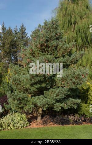 Green Foliage et Cones d'un arbre de pins de Weymouth ou de l'est blanc (Pinus strobus 'Kruger's Lilliput') dans un jardin dans le Devon rural, Angleterre, Royaume-Uni Banque D'Images