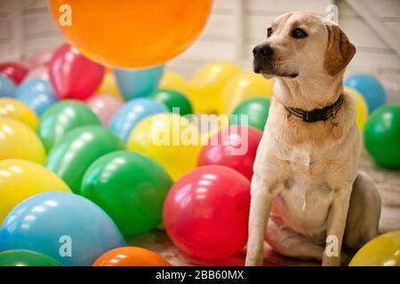 Labrador assis dans un hangar plein de ballons. Banque D'Images