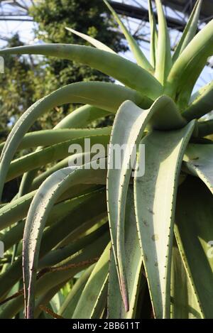 Cape aloes. Il y a beaucoup de différents aloes et le jus qu'ils produisent est utilisé médicalement. L'aloès ferox, communément appelé aloès amère est une espèce d'un Banque D'Images