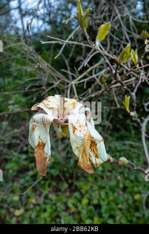 Fleurs de magnolia blanches en fleurs, croissant dans un jardin à Surrey, au sud-est de l'Angleterre, brunes et mourantes, endommagées par un gel de printemps tardif Banque D'Images