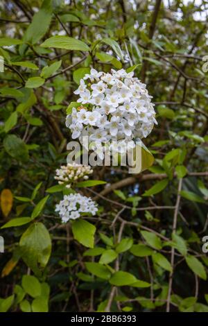 Fleurs blanches délicates (corymbs, inflorescens) d'arbuste vert vif parfumé Viburnum carlesii (Viburnum aux épices coréennes) en fleurs fleuries au printemps Banque D'Images