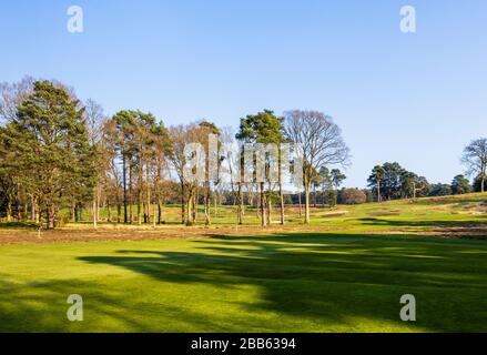 Vue depuis le sentier public du parcours de golf et des pins du Woking Gold Club, Hook Heath, Woking, Surrey, après-midi ensoleillé de printemps Banque D'Images