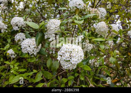 Fleurs blanches délicates (corymbs, inflorescens) d'arbuste vert vif parfumé Viburnum carlesii (Viburnum aux épices coréennes) en fleurs fleuries au printemps Banque D'Images