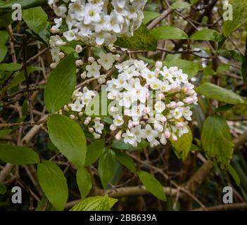 Fleurs blanches délicates (corymbs, inflorescens) d'arbuste vert vif parfumé Viburnum carlesii (Viburnum aux épices coréennes) en fleurs fleuries au printemps Banque D'Images