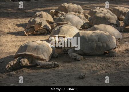 Tortues Banque D'Images