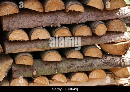 Un arbre à bois dans les bois entre les arbres Banque D'Images