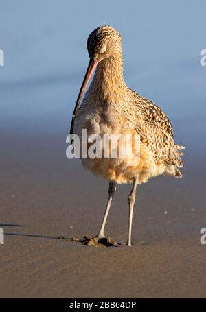 Godwit marbré (Limosa fedoa) à Drakes Beach, point Reyes National Seashore, Californie Banque D'Images