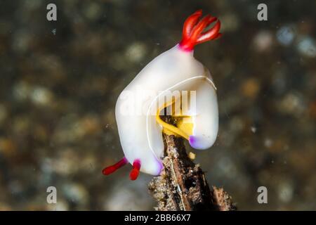 Hypselodoris bullockii nudiBranch pondre des œufs sur un morceau de bois. Détroit de Lembeh, Indonésie Banque D'Images