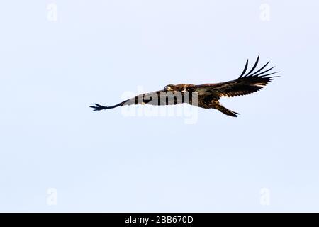 Un groupe d'Eagles composé De Pêche Adulte et juvénile le long des eaux de l'Oklahoma Banque D'Images