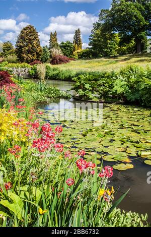 Les étangs de nénuphars et le pont en bois à RHS Wisley. Banque D'Images