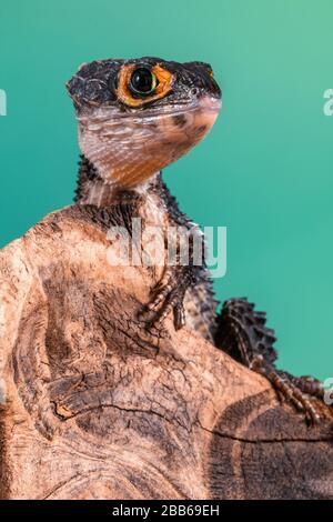 La peau de crocodile à yeux rouges sur un morceau de bois, Indonésie Banque D'Images