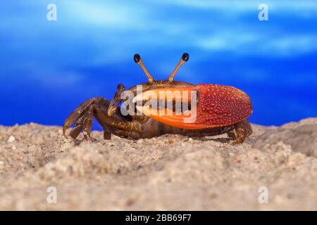 Gros plan portrait d'un crabe de fiddler sur la plage, Indonésie Banque D'Images