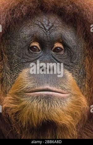 Portrait d'un homme Bornean orangutan, Borneo, Indonésie Banque D'Images
