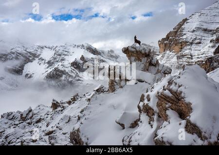 Chèvre debout dans les montagnes, Tofana de Rozes, Parco Naturale delle Dolomiti d'Ampezzo près de Cortina d'Ampezzo, Tyrol du Sud, Italie Banque D'Images